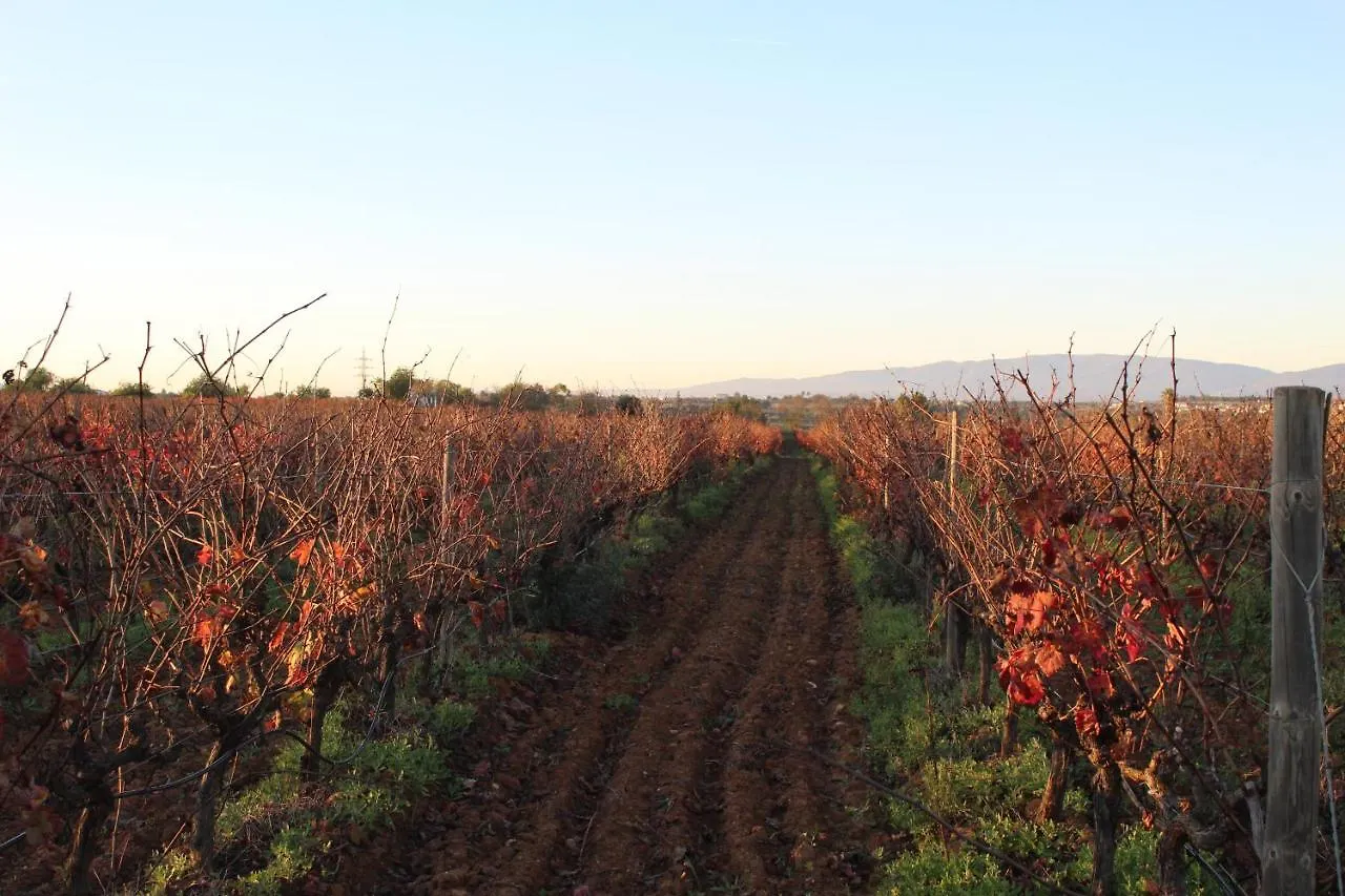 Farm stay Wine House Villa Lagoa